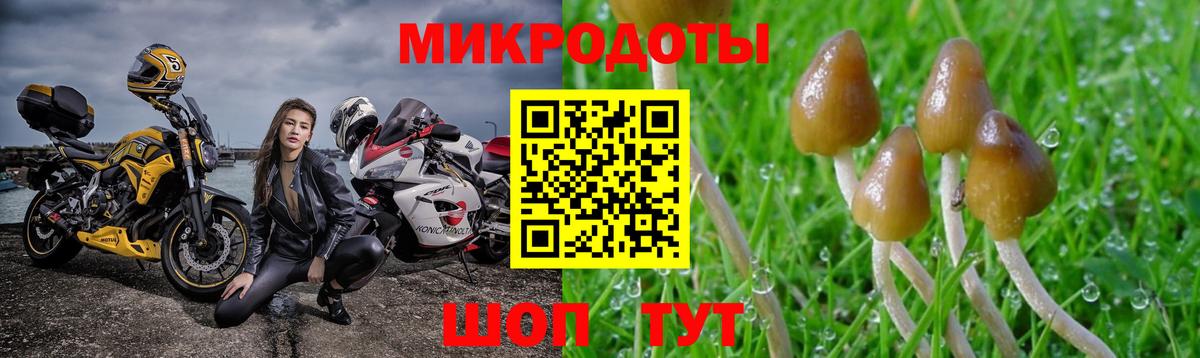 Псилоцибиновые грибы мицелий Новороссийск